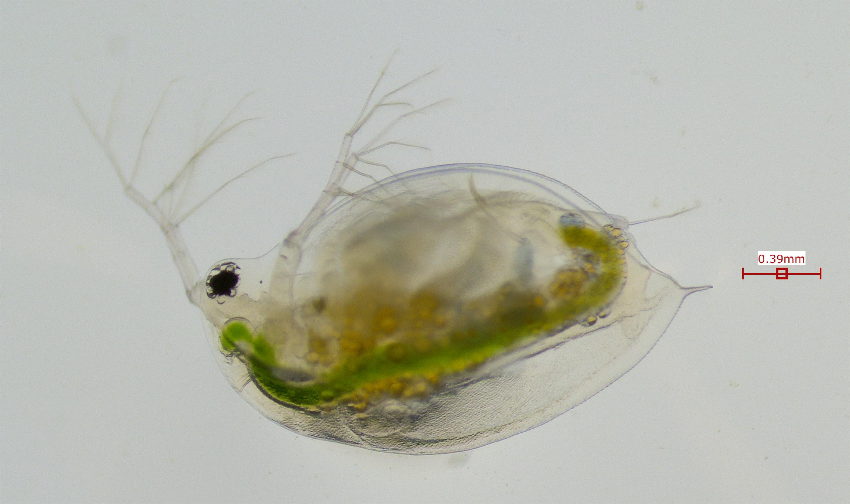 Daphnia obtusa